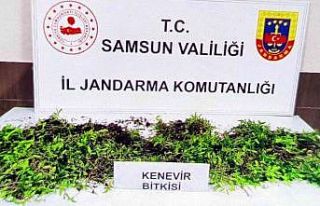 Jandarma 8 bin 758 kök kenevir bitkisi ele geçirdi