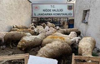Jandarma koyun hırsızını kısa sürede yakaladı
