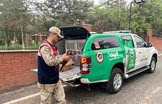 Jandarmadan kızıl şahine şefkat eli