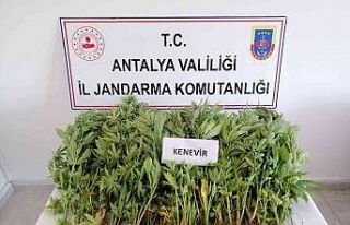 Jandarmadan zeytin bahçesine kenevir operasyonu