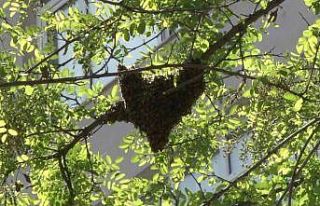 Kadıköy’de cadde ortasındaki arılar oğul verdi