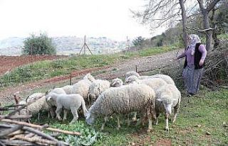 Kadın üreticilere verilen koyunlar kuzulamaya başladı