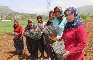 Kadınlar dikiyor, Anadolu lavanta kokuyor