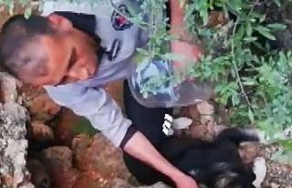 Kafası bidona sıkışan köpek günler sonra fark...
