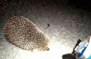 Kafasını ayran kutusuna sıkıştıran yavru kirpiyi...