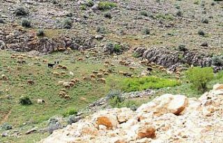 Kahramanmaraş’ta sürüler yaylalara çıkmaya...