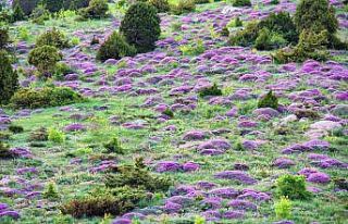 Kahramanmaraş’ta yaylaları keven çiçekleri kapladı