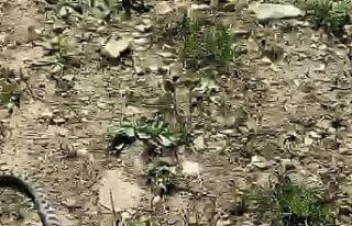 Kampta yürüyüşe çıkan iki arkadaş Kafkas burunlu...