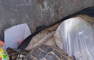 Kaplumbağayı çöpe atmışlar
