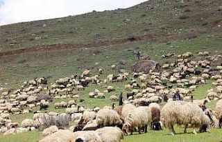 Kar ve tipi nedeniyle mahsur kalan göçerler kurtarıldı
