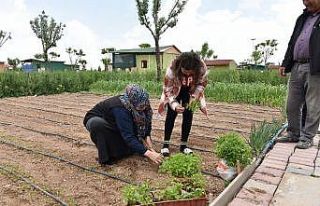 Karatay Hobi Bahçelerinin sakinleri ekim sezonunu...