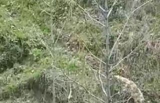 Kars’ta tilkinin kedi ile sınavı