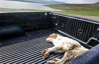 Kars’ta yaralı köpek tedavi altına alındı