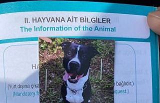 Kartal’da keçiyi telef eden pitbull cinsi köpek...