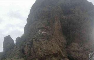 Kayalıklarda mahsur kalan keçiler itfaiye ekipleri...