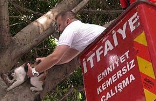 Kayıp kediyi mahsur kaldığı ağaçtan itfaiye...