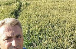 Kestiği ağacın altında can verdi