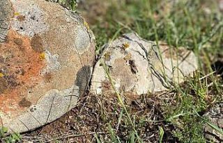 Kilis’te çekirge istilası