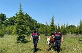 Kırklareli’nde kaybolan büyükbaş hayvan dron...