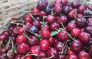 Kırklareli’nde kiraz 25 liradan tezgaha çıktı