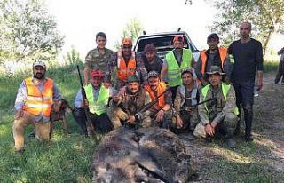 Kışın sürü halinde görüntülenen yaban domuzlarının...