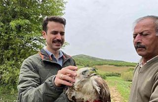 Kızıl Şahin, 2 aylık tedavisinin ardından doğaya...