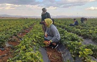 Kızıltepe’de çilek hasadı yapıldı