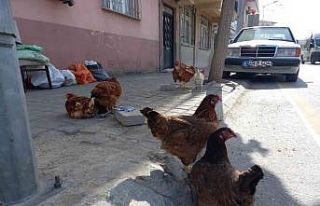 KKKA hastalığına karşı en etkili önlem olan...