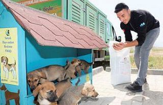 Körfez’de sokak hayvanları için beslenme noktaları...