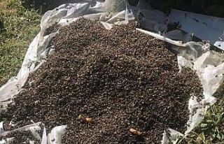 Kovanların ağzının kapatıp yüzbinlerce arıyı...