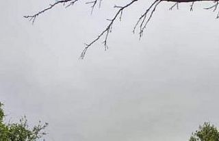 Köyceğiz’de narenciye bahçelerinde bakım çalışmaları...