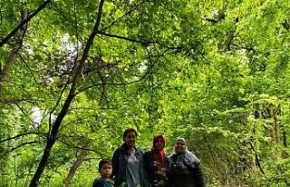 Köyceğiz’de sığla ağaçları yeşile büründü