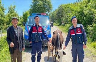Köylünün kaybolan ineğini jandarma buldu