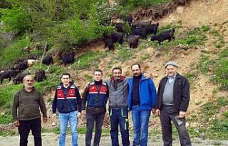 Küçükbaş hayvanları kaybolan yaylacıların imdadına...