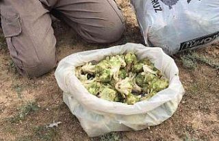 Kulu’da kenger toplama zamanı başladı