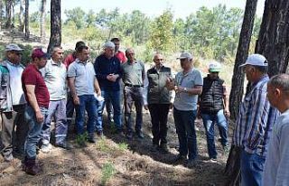 Kumluca’da köylülere gelir getirecek ormanlar...