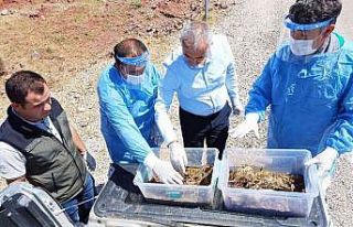 Kumluca’da zararlı böceklere karşı 7 bin 200...