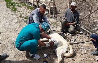 Kurtların saldırdığı köpek tedavi altına alındı
