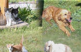 Kütahya’da 4 ayda bin 150 sokak köpeği kısırlaştırıldı