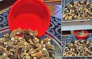 Kuzugöbeğinin fiyatı cep yakıyor