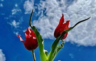 Laleler kırmızı rengiyle doğayı süslüyor