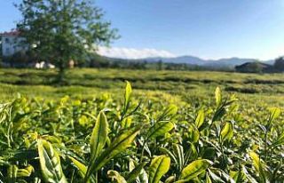 Lipton Doğu Karadeniz’de çay hasadına başladı