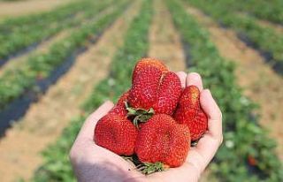 Manisa’da çilek bereketi