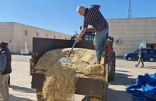 Mardin’de yılın ilk arpa hasadı başladı, çiftçiye...