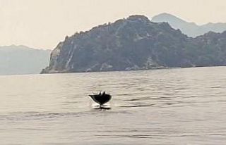 Marmaris açıklarında ’Hayalet Vatoz’ sürprizi