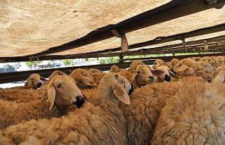 ’Meralar Şenleniyor’ projesinde kuralar çekiliyor