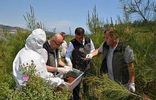 Mersin Orman Bölge Müdürlüğü, biyolojik mücadelede...