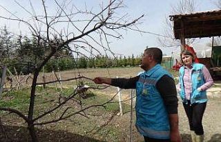 Meyve ağaçlarının kabuklarındaki kuruma üreticileri...