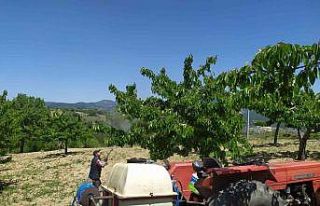 Meyve bahçelerinde zirai mücadele çalışmaları...