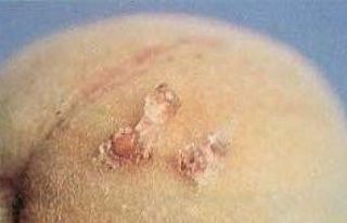 Meyve üreticilerine uyarı